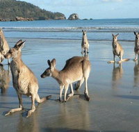 Seaforth Holiday Units - Tourism Caloundra