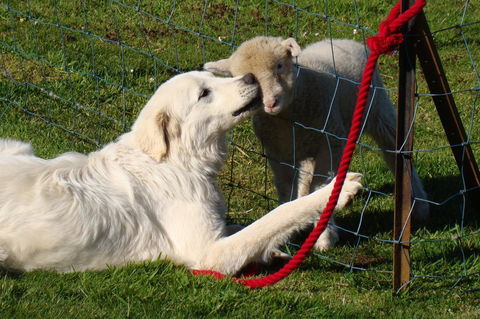 Buttons Cottage For Canyon & Rain Forest Walks With In House Dining - Tourism Caloundra 32