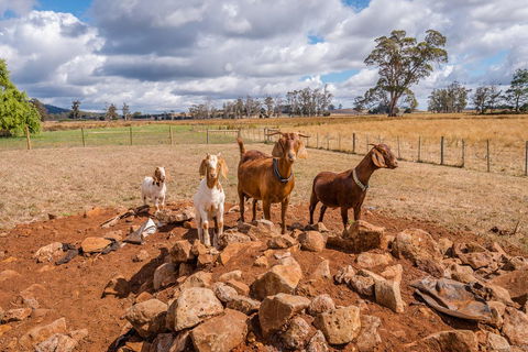 Glencoe Country Bed And Breakfast - Tourism Caloundra 36