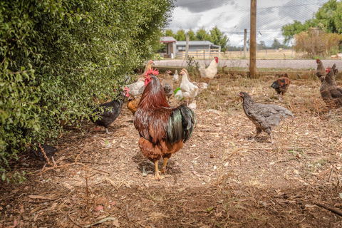 Glencoe Country Bed And Breakfast - Tourism Caloundra 32