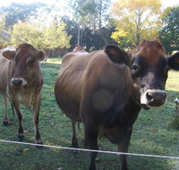 Drumreagh Bed  Breakfast Cabins - Tourism Caloundra