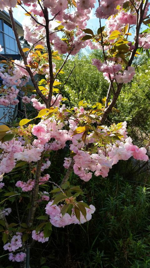 Beezneez B&B - Tourism Caloundra 14