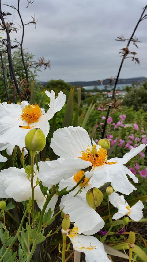 Beezneez B&B - Tourism Caloundra 13