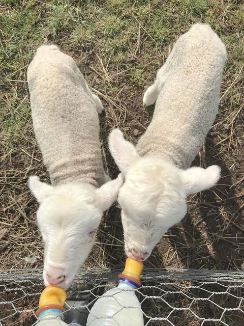 Taras Richmond Farmstay - Tourism Caloundra 27