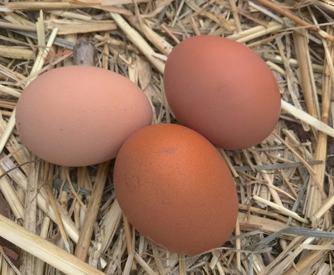 Taras Richmond Farmstay - Tourism Caloundra 26