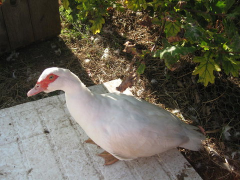 Taras Richmond Farmstay - Tourism Caloundra 21