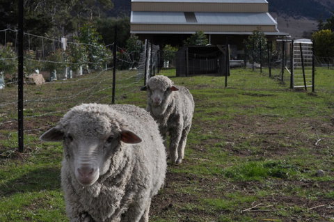 Taras Richmond Farmstay - Tourism Caloundra 14