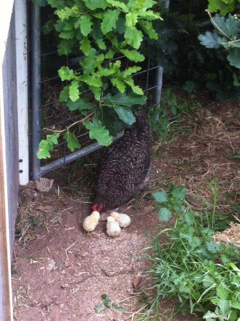 Taras Richmond Farmstay - Tourism Caloundra 25