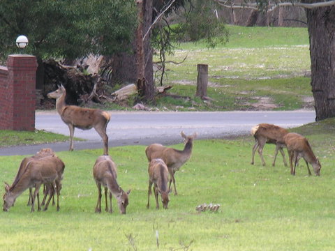 The Grampians Motel - Tourism Caloundra 23
