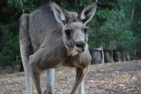 Gariwerd Motel - Tourism Caloundra 5