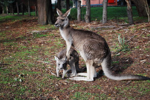 Gariwerd Motel - Tourism Caloundra 16