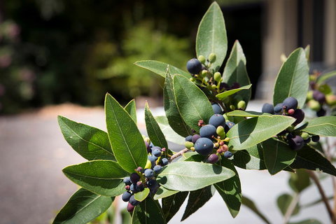 Gariwerd Motel - Tourism Caloundra 23