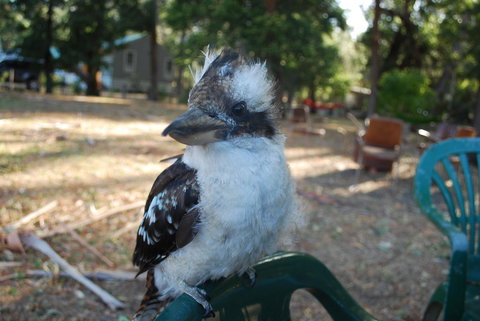 Gariwerd Motel - Tourism Caloundra 11