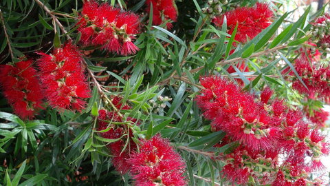 Gariwerd Motel - Tourism Caloundra 22