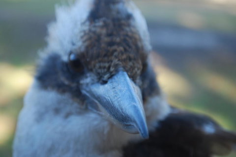 Gariwerd Motel - Tourism Caloundra 30