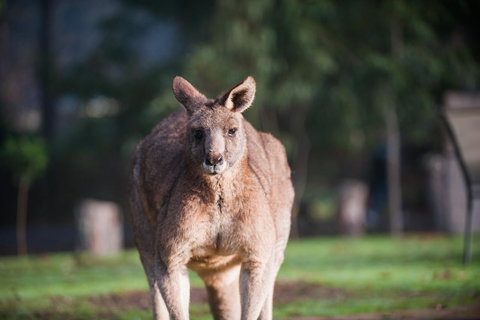 Gariwerd Motel - Tourism Caloundra 9