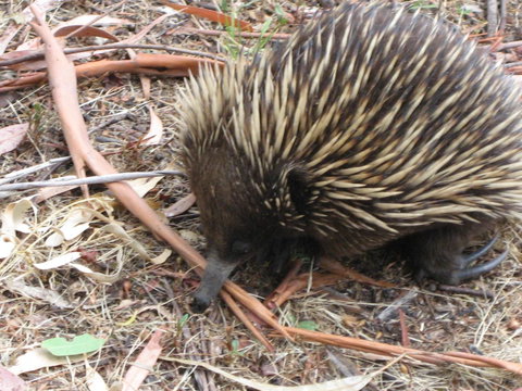 Gariwerd Motel - Tourism Caloundra 10
