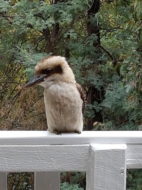 Tangenong Cottages - Tourism Caloundra 10