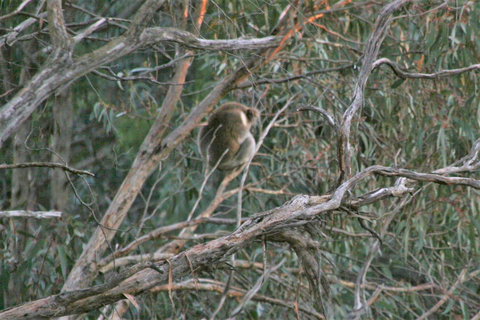 Tangenong Cottages - Tourism Caloundra 8