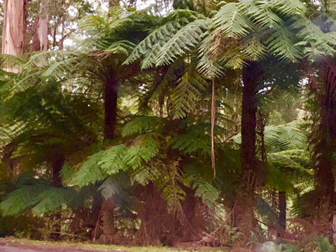 One Tree Hill Wilson Prom And Ocean Views - Tourism Caloundra 16