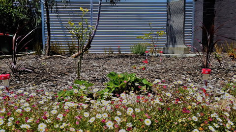 The Olive Tree Motel - Tourism Caloundra 16