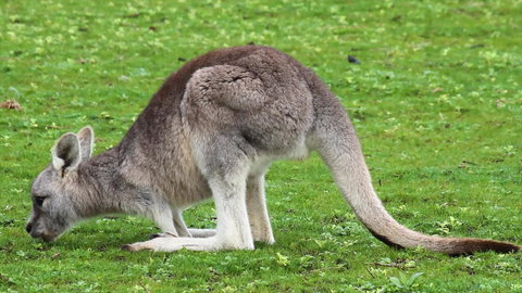Limosa Rise - Tourism Caloundra 17