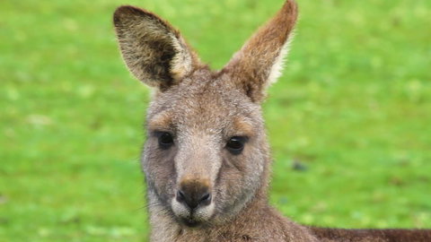 Limosa Rise - Tourism Caloundra 16