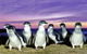 Stunning Waterfront Only 10 Minutes To Phillip Island - FREE EV UNIT 7kW For Electric Cars - Pet Friendly, Fireplace FREE WIFI Wine & Chocolates - thumb 9