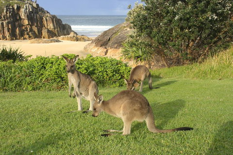 The Carrai - Tourism Caloundra 2