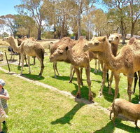 The Funny Farm - Animals / Churchhouse / Amazing Experience - Tourism Caloundra