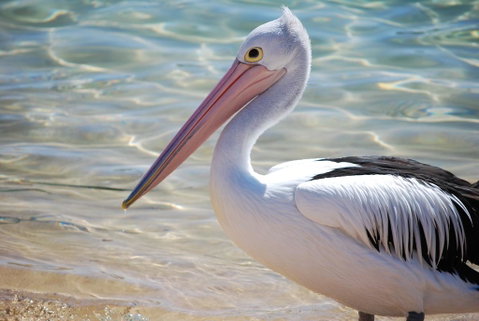 The Peninsular Merimbula - Tourism Caloundra 2
