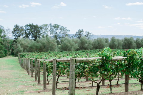Tranquil Vale Vineyard - Tourism Caloundra 2