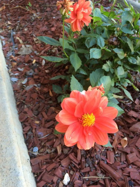 Tumut Valley Motel - Tourism Caloundra 1