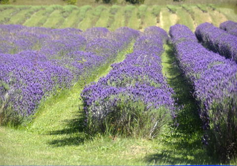 Chestnut Daylesford - Tourism Caloundra 15