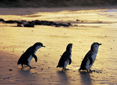 Cottages For Two - Tourism Caloundra 10