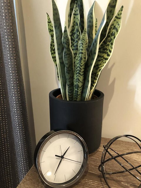 Minni Gums - Tourism Caloundra 26