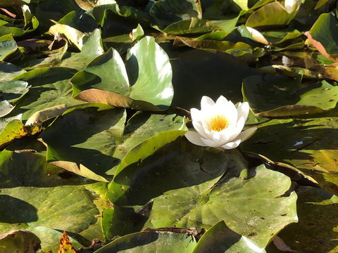 Minni Gums - Tourism Caloundra 1
