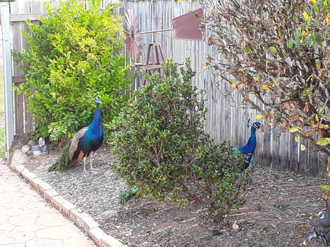 The Peacocks Nest - Tourism Caloundra 42