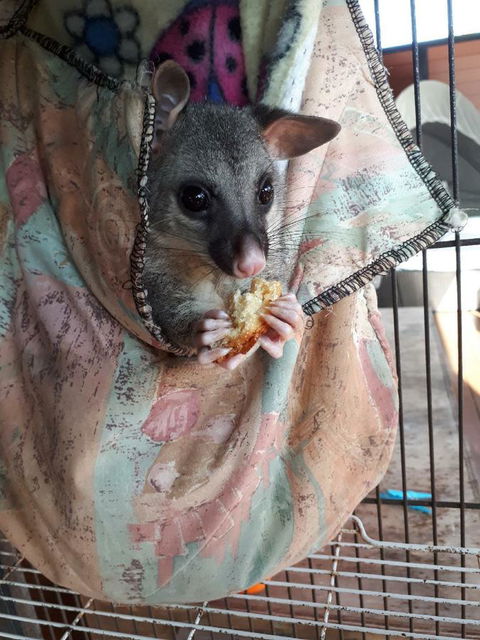 Airlie Beach Eco Cabins - Adults Only - Tourism Caloundra 27