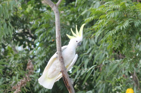 Airlie Beach Eco Cabins - Adults Only - Tourism Caloundra 4