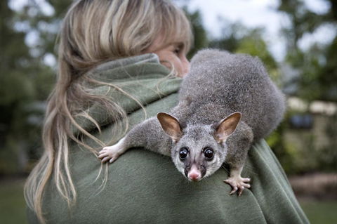Airlie Beach Eco Cabins - Adults Only - Tourism Caloundra 3