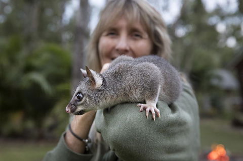 Airlie Beach Eco Cabins - Adults Only - Tourism Caloundra 11