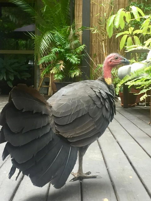 Noosa Hinterland Retreat - Tourism Caloundra 9