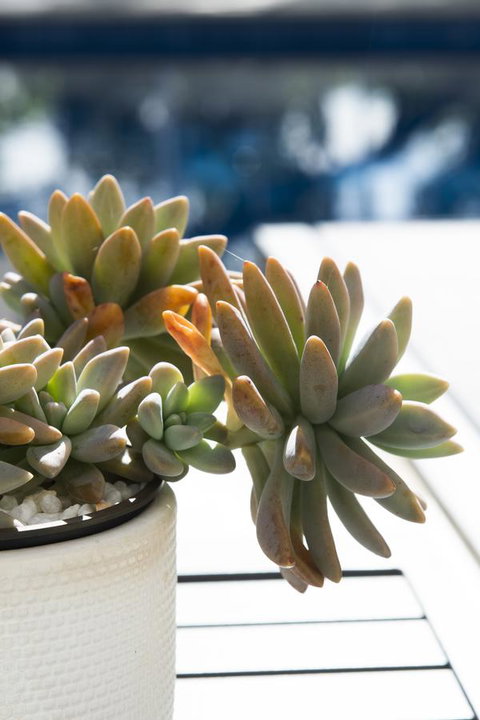 SandCastles Noosa - Tourism Caloundra 22