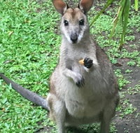 Bluewater Bed  Breakfast Cairns - Tourism Caloundra
