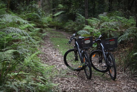 Woodlands Rainforest Retreat - Tourism Caloundra 2
