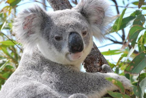 AFFORDABLE ISLAND ESCAPE! Queen Studio, Nelly Bay - Tourism Caloundra 2