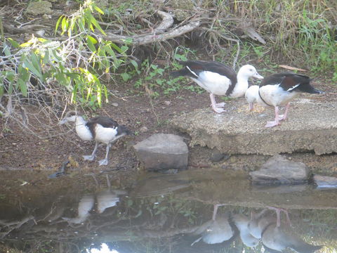 Hay Point Country BnB - Tourism Caloundra 22