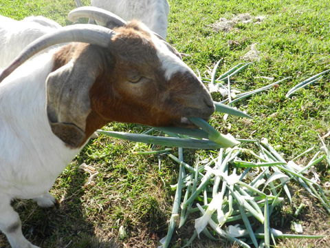 Hay Point Country BnB - Tourism Caloundra 15