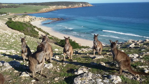 Waves & Wildlife Cottages Kangaroo Island - Tourism Caloundra 0